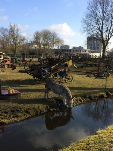 Bed & Breakfast Haarlem 49