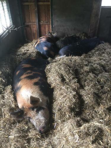 Bed & Breakfast De Distelweide