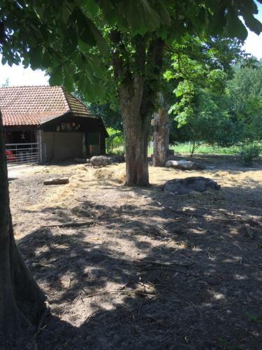 Bed & Breakfast De Distelweide