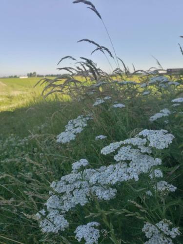 Bed & Breakfast de Groene Bollenschuur