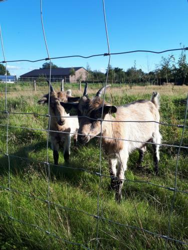 Bed En Breakfast Het Oelenest