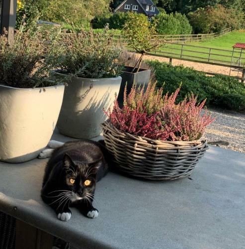 Bed And Breakfast De Paalberg