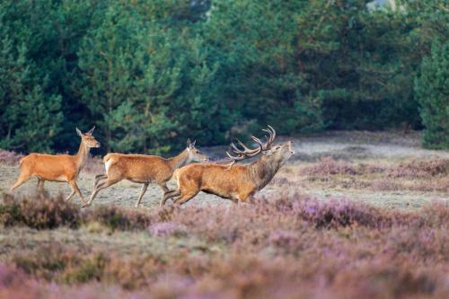 Natuurhuisje Hoenderloo Op de Veluwe