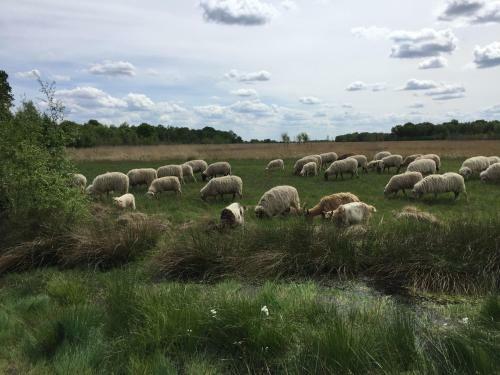 Bed & Breakfast De Drie Berken