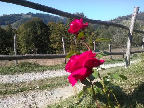 Hostal Casa Cu Muscate