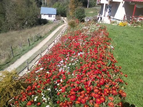 Hostal Casa Cu Muscate