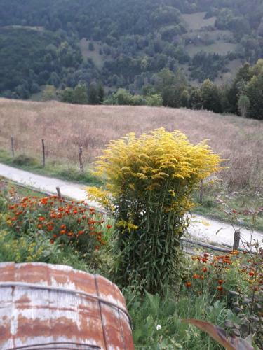 Hostal Casa Cu Muscate