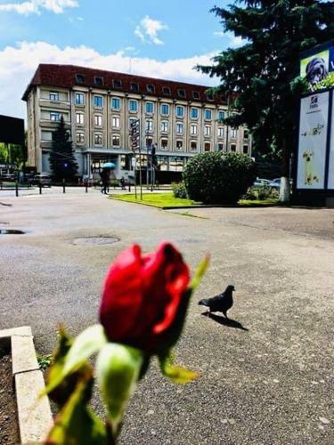 Hotel Muntenia