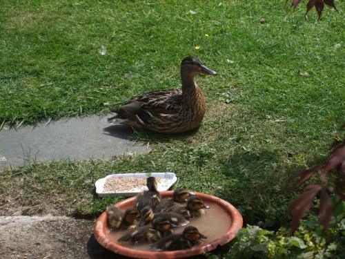 Talybont Bed And Breakfast
