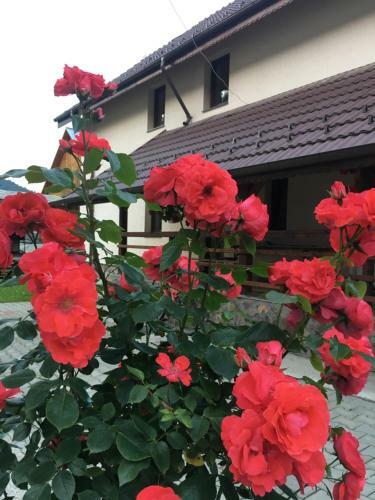 Hostal Pensiunea Bucur
