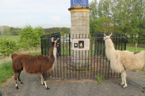 Bed & Breakfast Llamas Pyjamas