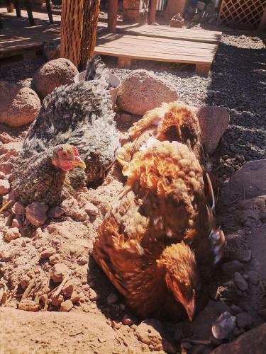Caba�as, Voyage Atacama