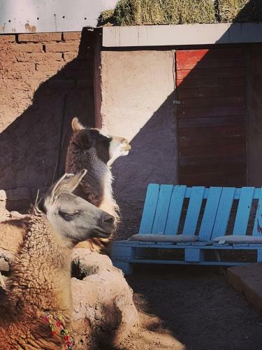 Caba�as, Voyage Atacama
