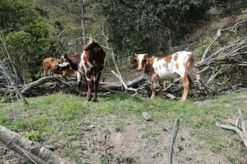 Alojamientos Monte de Si�n Apartamento Campestre