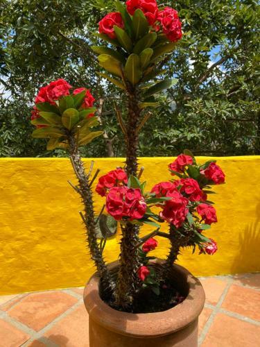 Vista Hermosa Finca Hotel