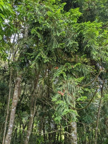Hostal Refugio En El Bosque