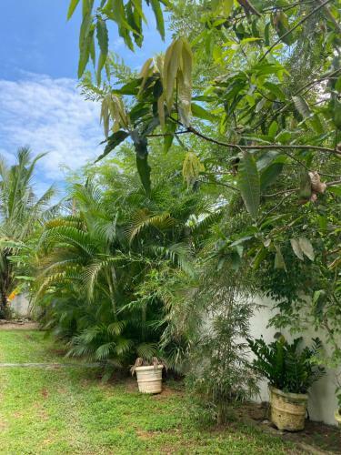 Hostal Ceylon House Mirissa