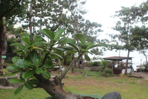 Reddoorz Hostel Hardin de Corales La Union