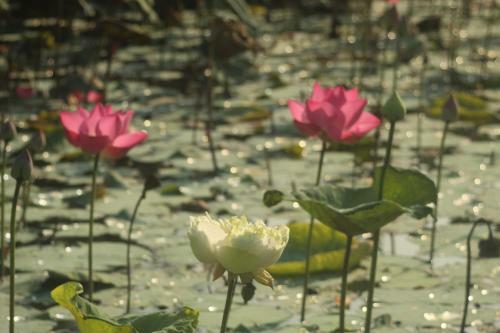 Thach Thao Homestay