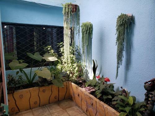Casa Celeste - Hospedaje