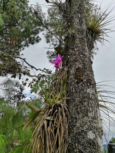 Renta de Caba�as, Centro Ecoturistico Rural Sustentable Labor San Jos�