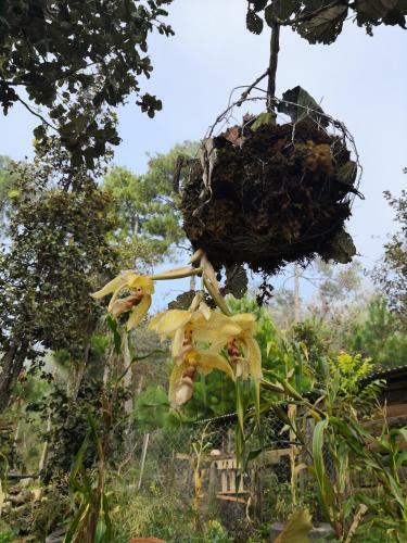 Renta de Caba�as, Centro Ecoturistico Rural Sustentable Labor San Jos�
