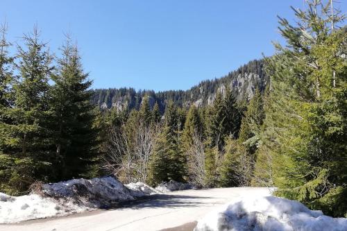IV Apartment Inthe Wonderful Rhodope Mountain