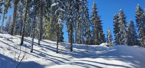 Apartamento ?????????? ????????? ????? -pamporovo Palace