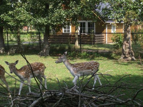 Vakantiehuisjes Landgoed Sonneborghe