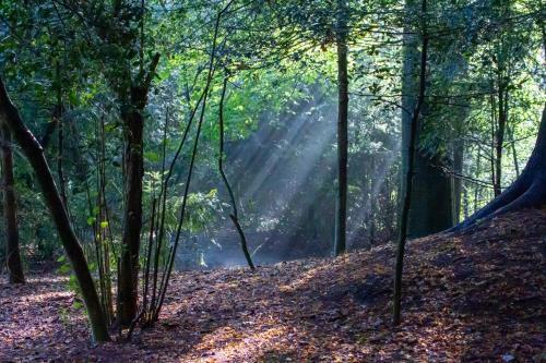Amsterdamgarden - Nardinclant - Laren NH