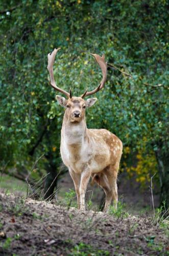 Glamping Safaritent Op Camping de Rimboe