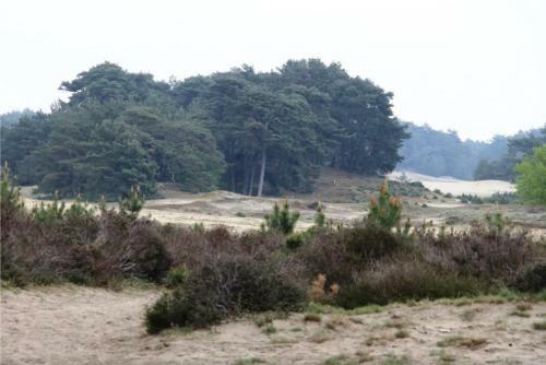 Luxe Vakantie Woning In Het Lunterse Bos