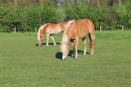 Camping Dal Van De Mosbeek
