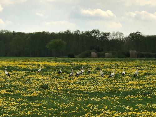 Villa Onder Het Dak Van Brabant