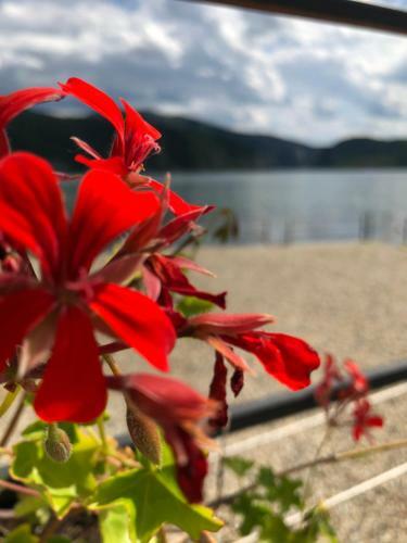 Hostal Casa Celestin