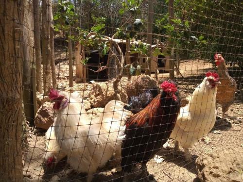 Agroturismo Tubar� Rancho Mocan�