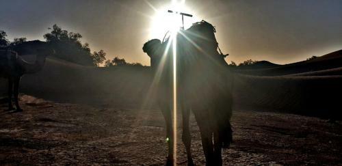 Safari Camp Tours
