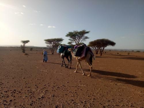 Lodge Sahara Peace