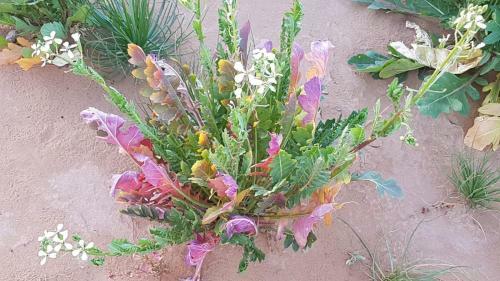 Lodge Sahara Peace