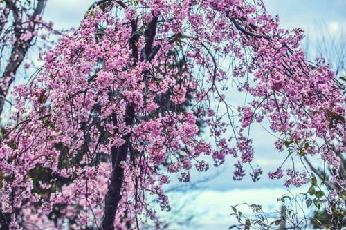 Sakura Village ???