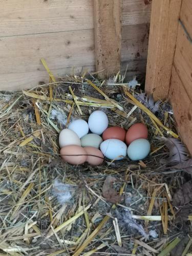 Apartamento Ferienwohnung Schl�gelhofer