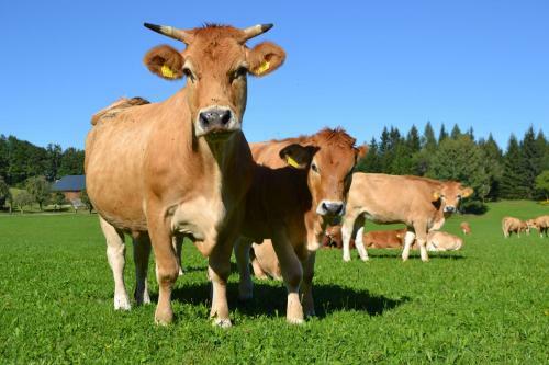 Ferienh�tte Hochalm