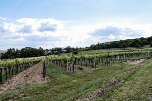 Hostal Pension Zur Weintraube