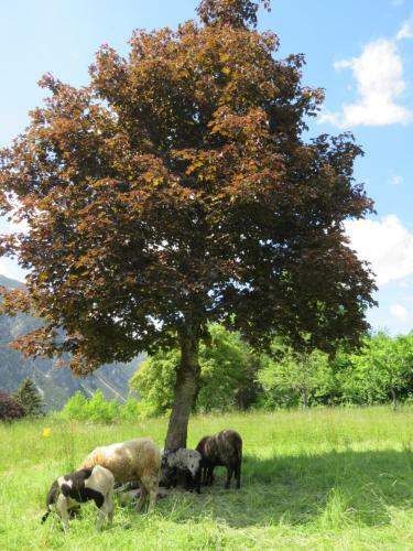 Apartamento Appartements Nagl Nassereith