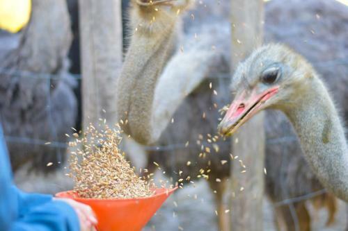 Agroturismo Strau�enhof Halmer