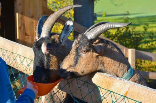 Agroturismo Strau�enhof Halmer
