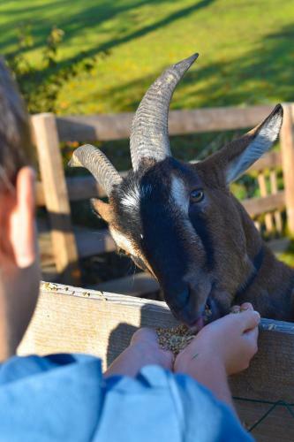 Agroturismo Strau�enhof Halmer