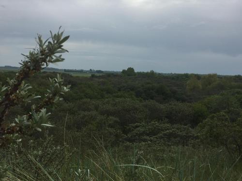Olmenduin | Chalet 26 | Zeeland