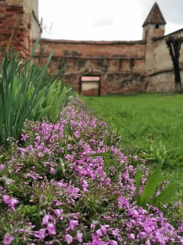 Agroturismo Burg Apartments Meschen