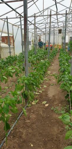 Agropensiunea Drumul Vinului